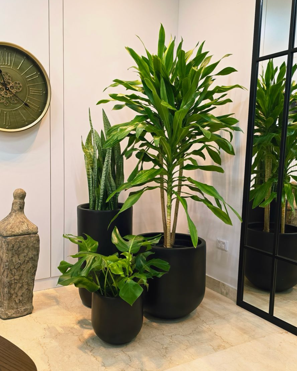 ceylon philodendron Buy the top-rated Philodendron Ceylon Golden