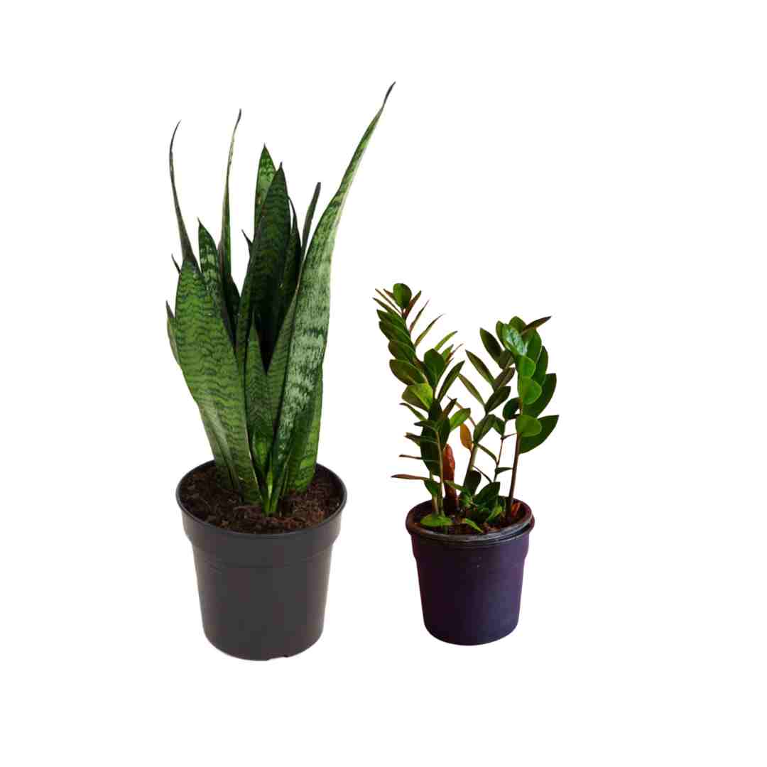 Low Light Duos 13cm & 15cm