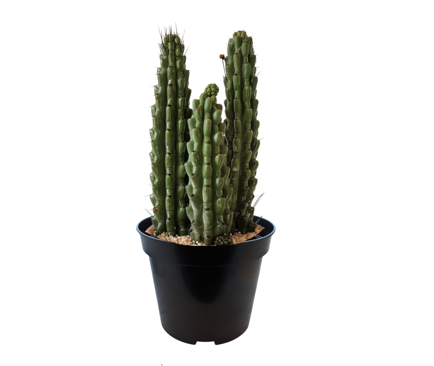 Stenocereus Beneckei Cactus