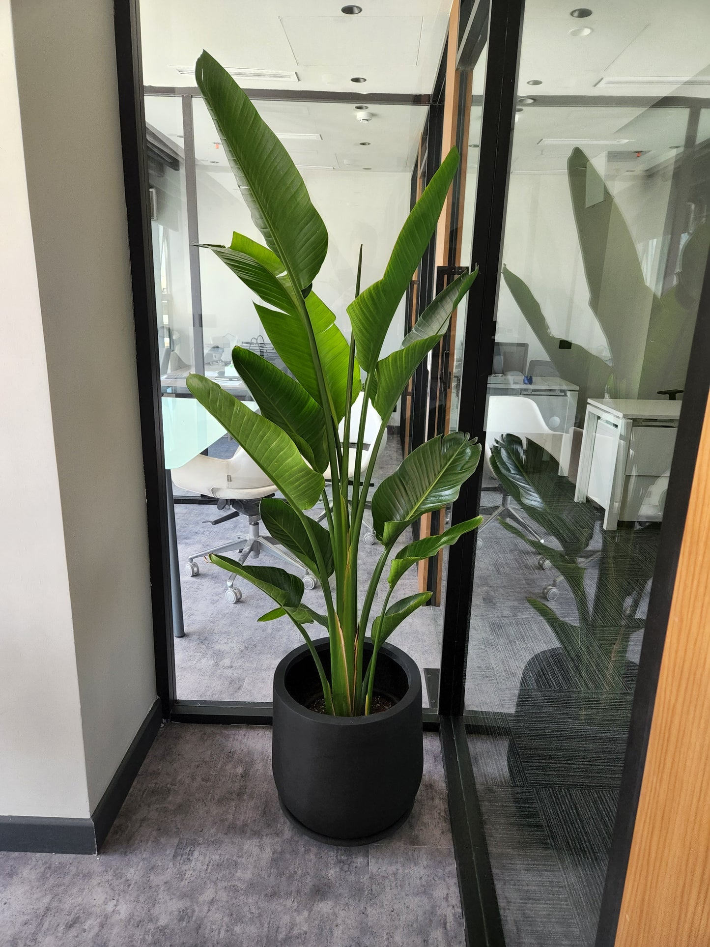 30cm Fiber Glass Pot