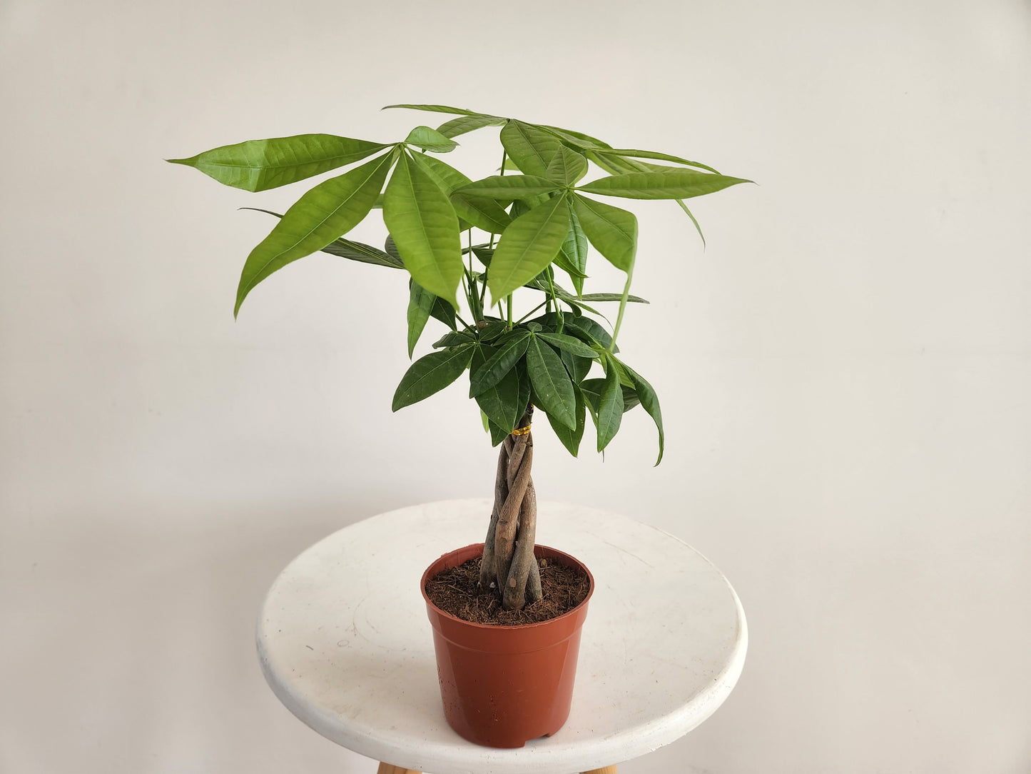 Miniature Money Tree