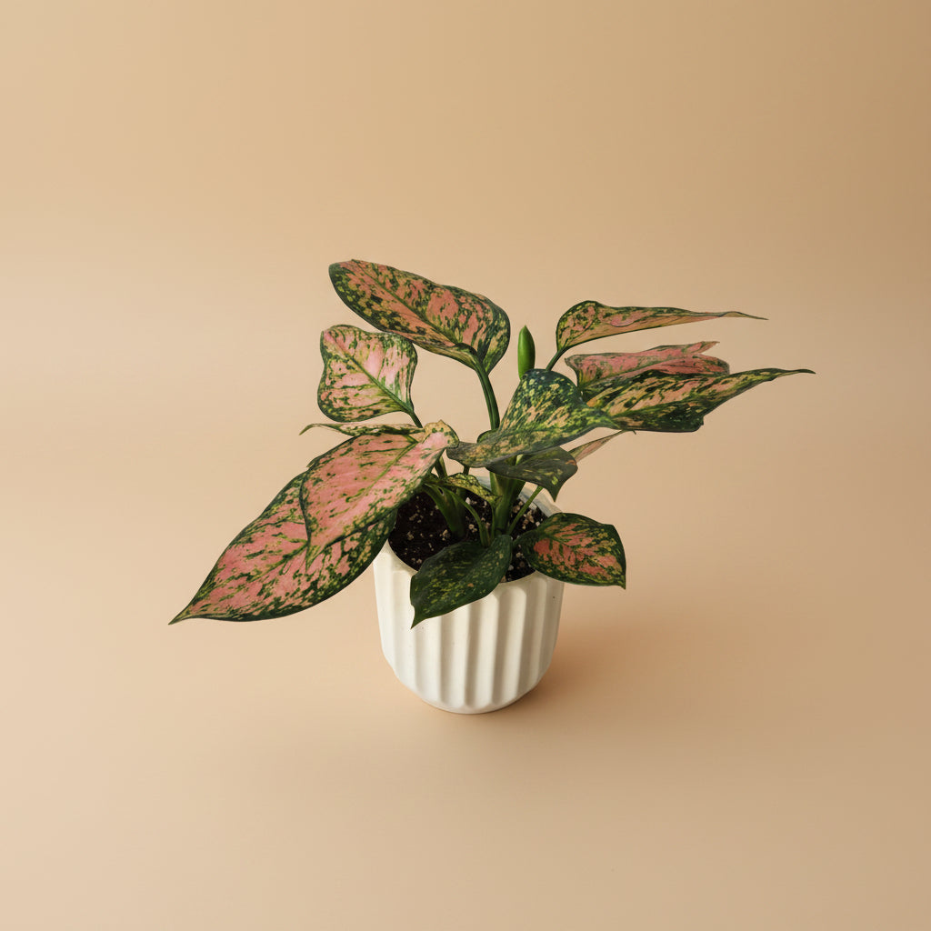Aglaonema Pink Dalmatian - Plantcultcairo