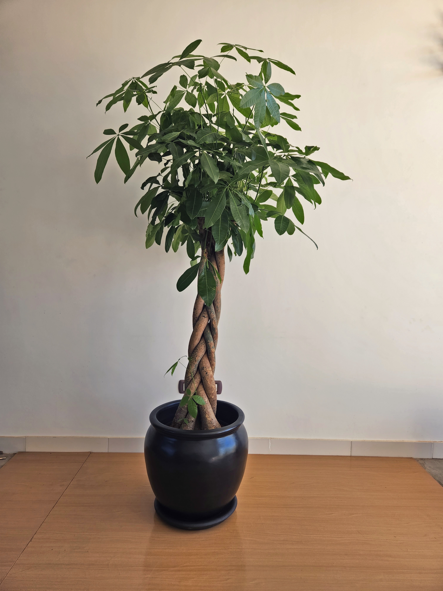 Money Tree - Large