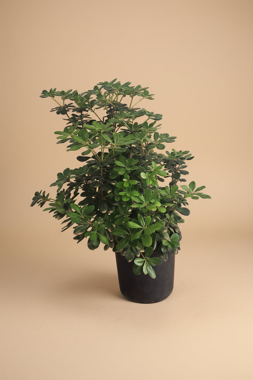 Pittosporum - Plantcultcairo