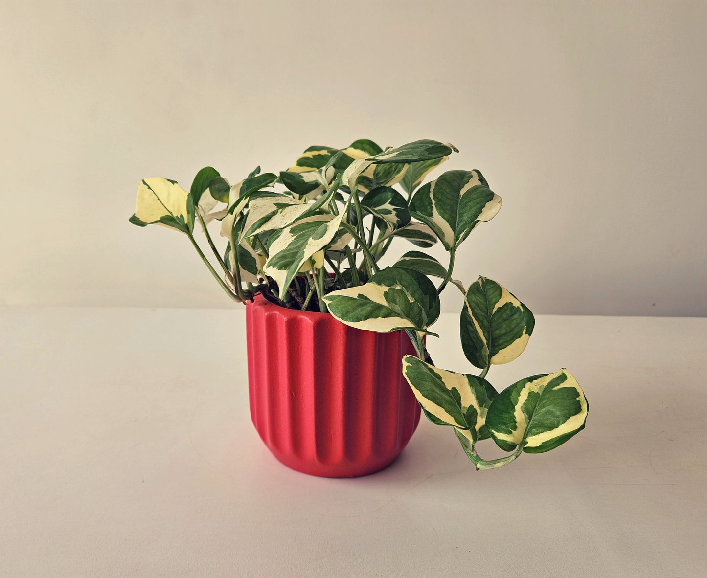 White Pothos Hang