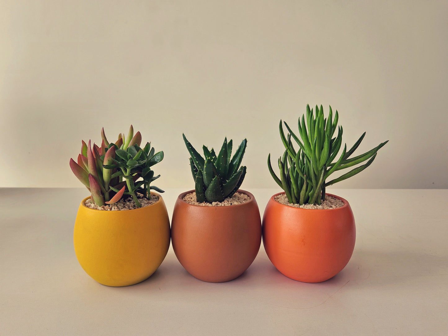 Minis Sets (Potted)