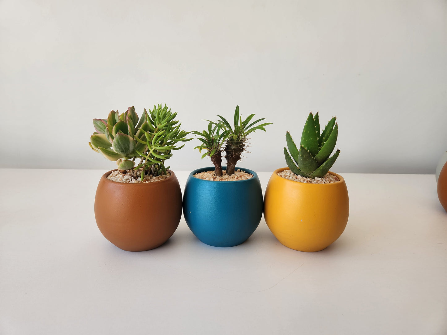 Minis Sets (Potted)