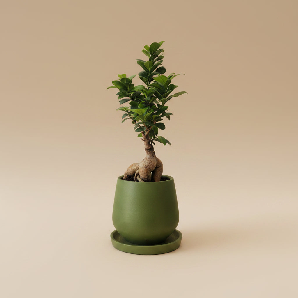 bonsai tree egypt Ficus Bonsai | Indoor Bonsai Tree