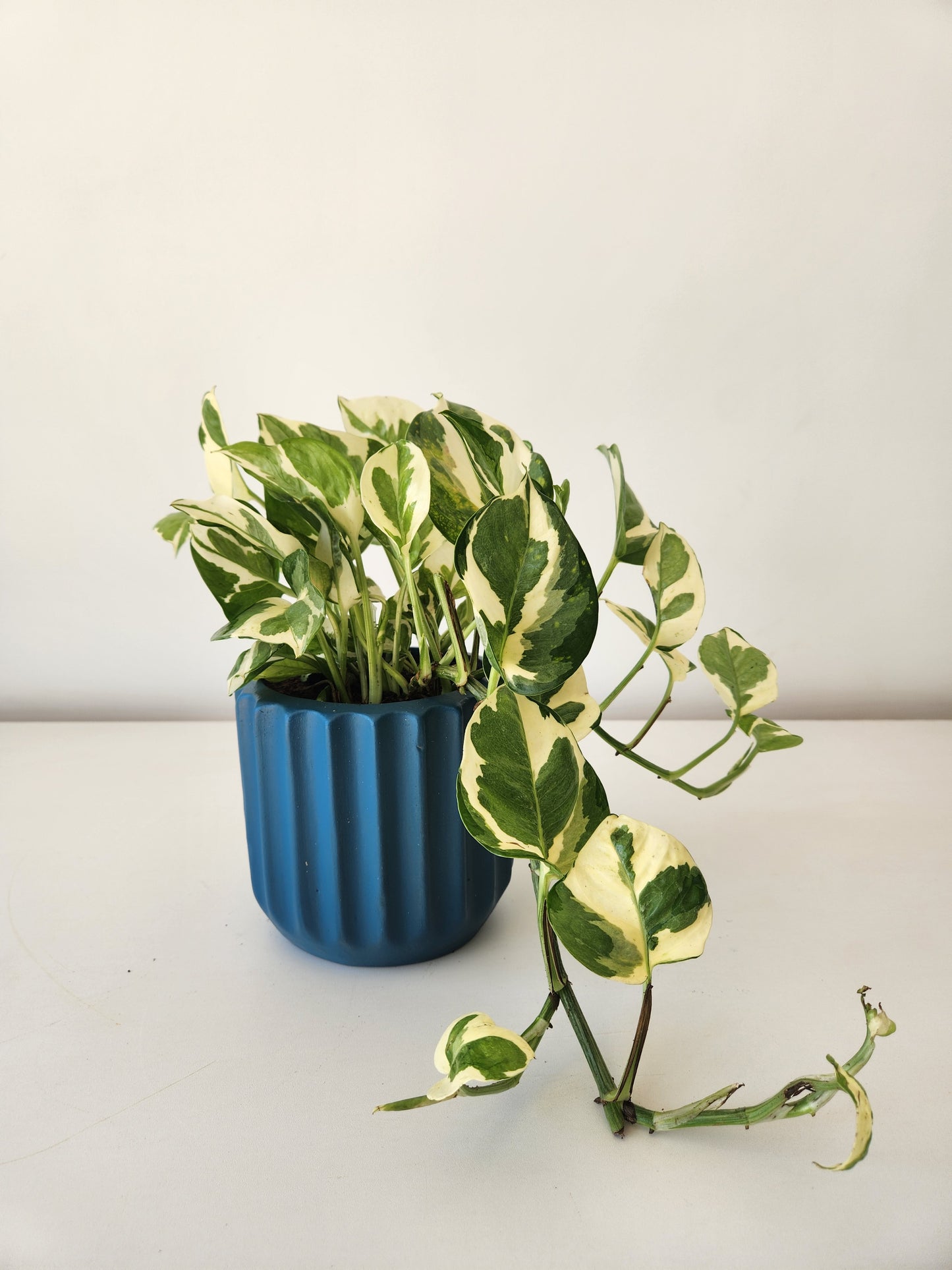 White Pothos Hang