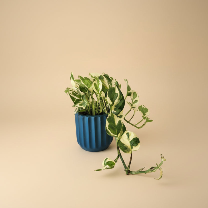 White Pothos Hang - Plantcultcairo
