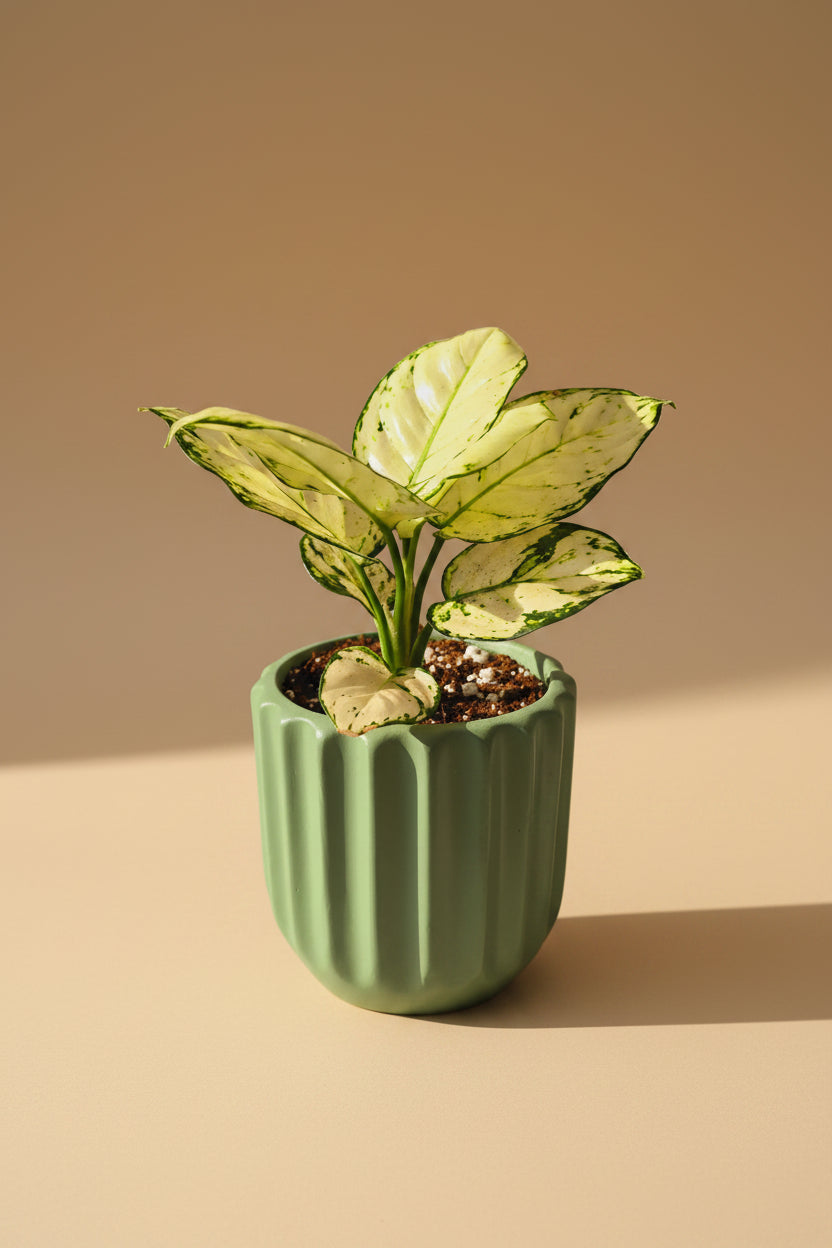 Aglaonema Super White - Plantcultcairo
