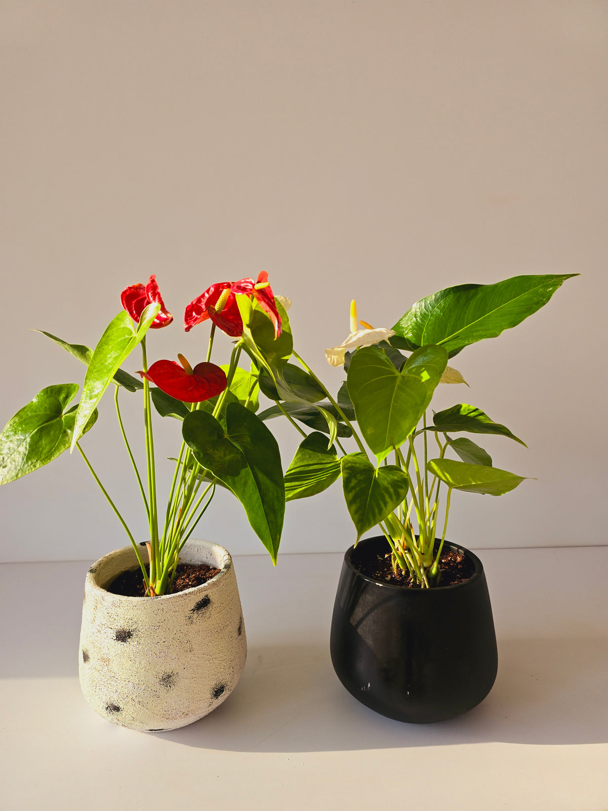 Red Anthurium