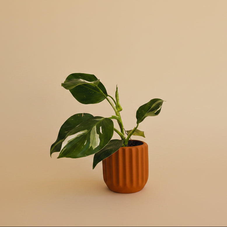 Philodendron White Princess - Plantcultcairo