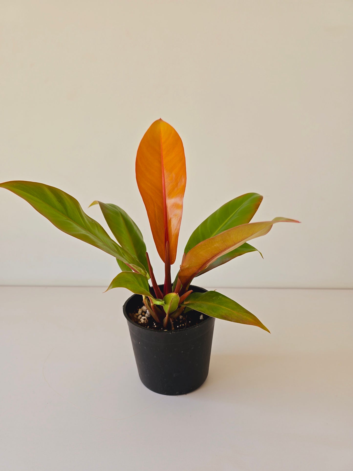 Philodendron Imperial Orange