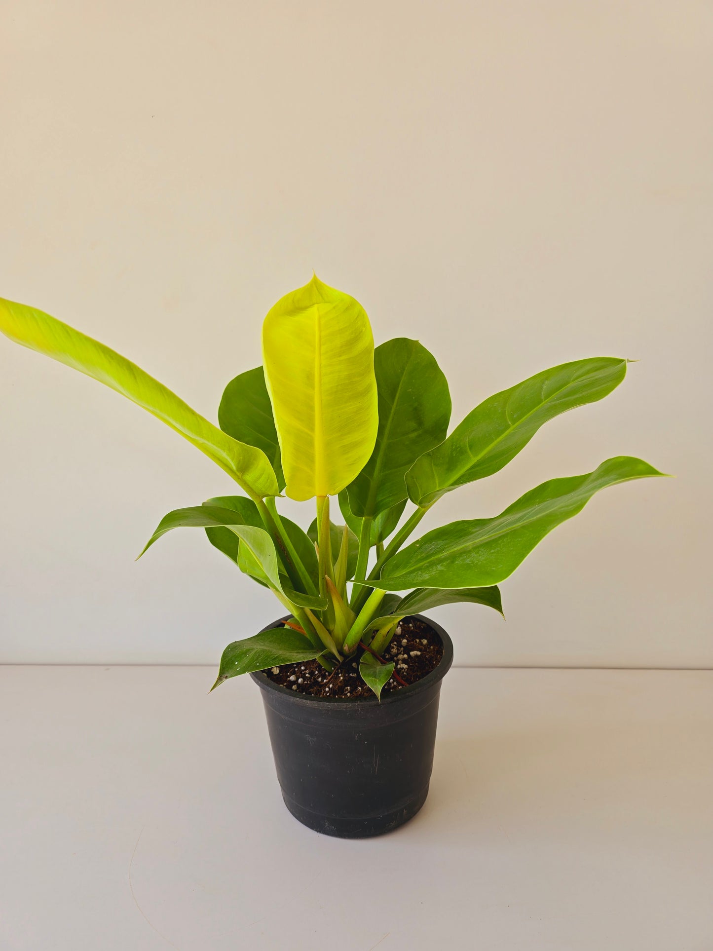 Philodendron Imperial Lemon