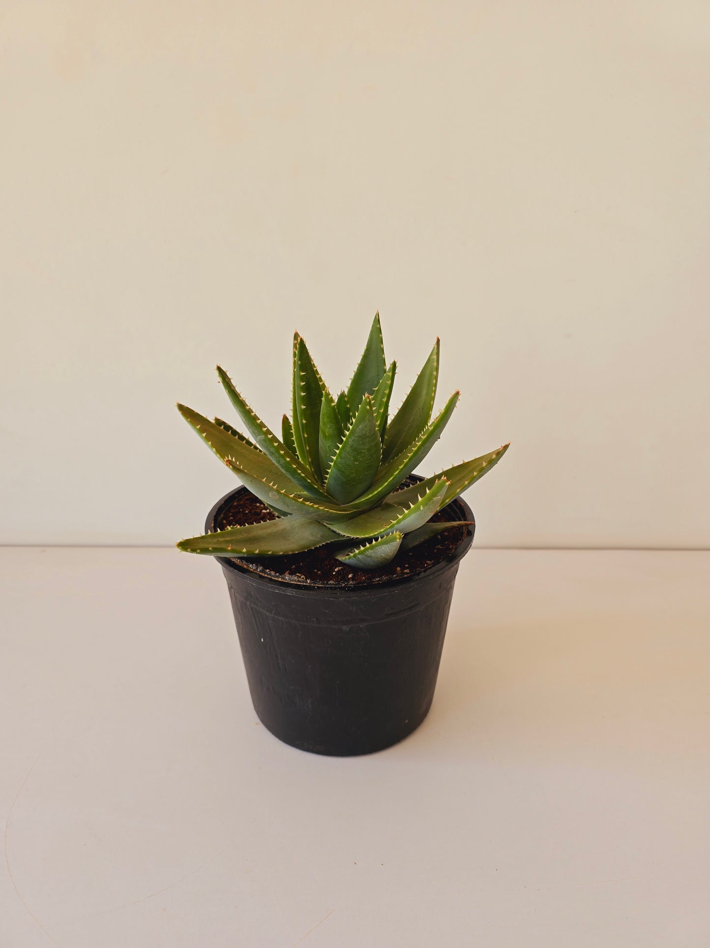 American Aloe