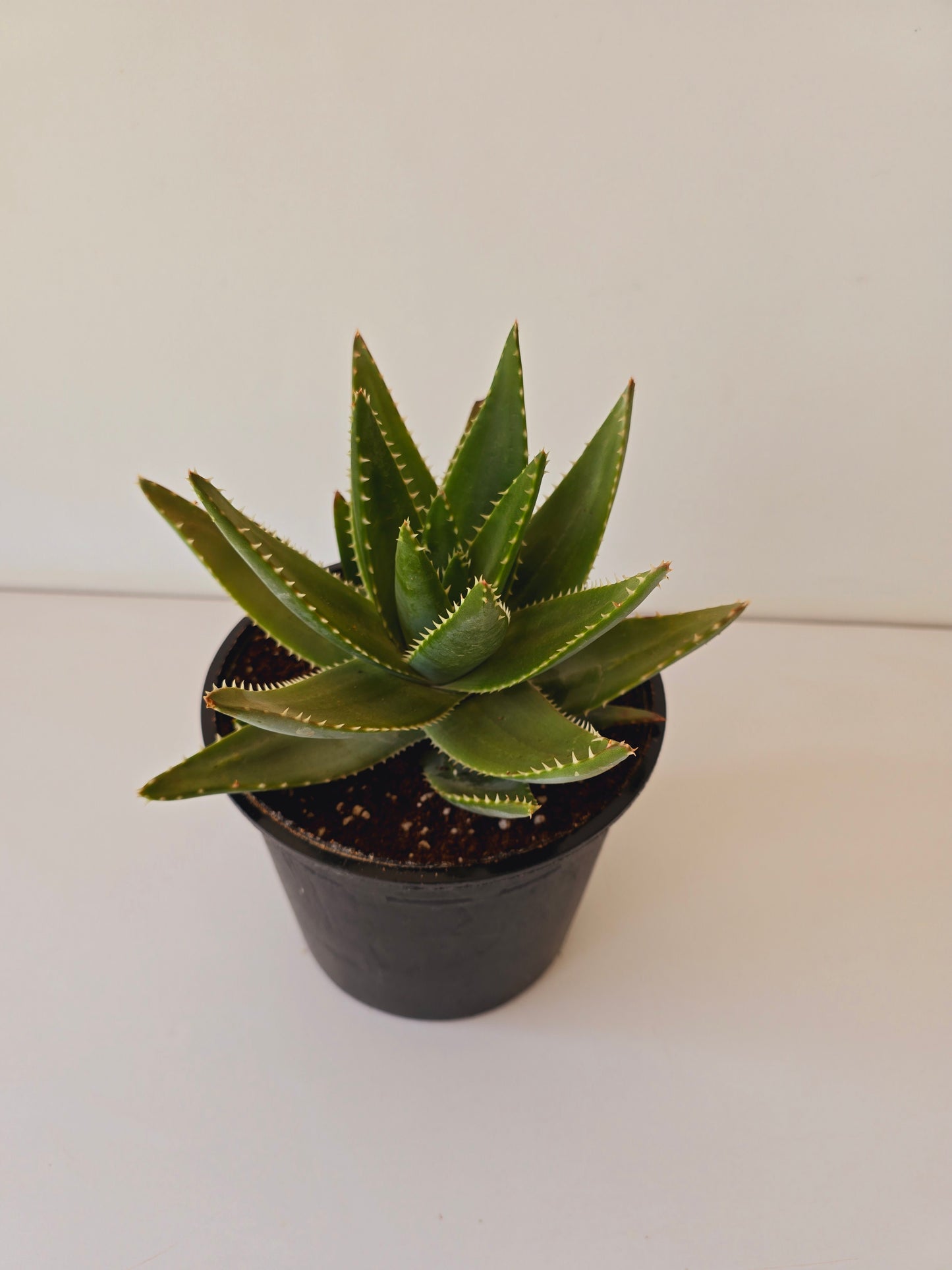 American Aloe