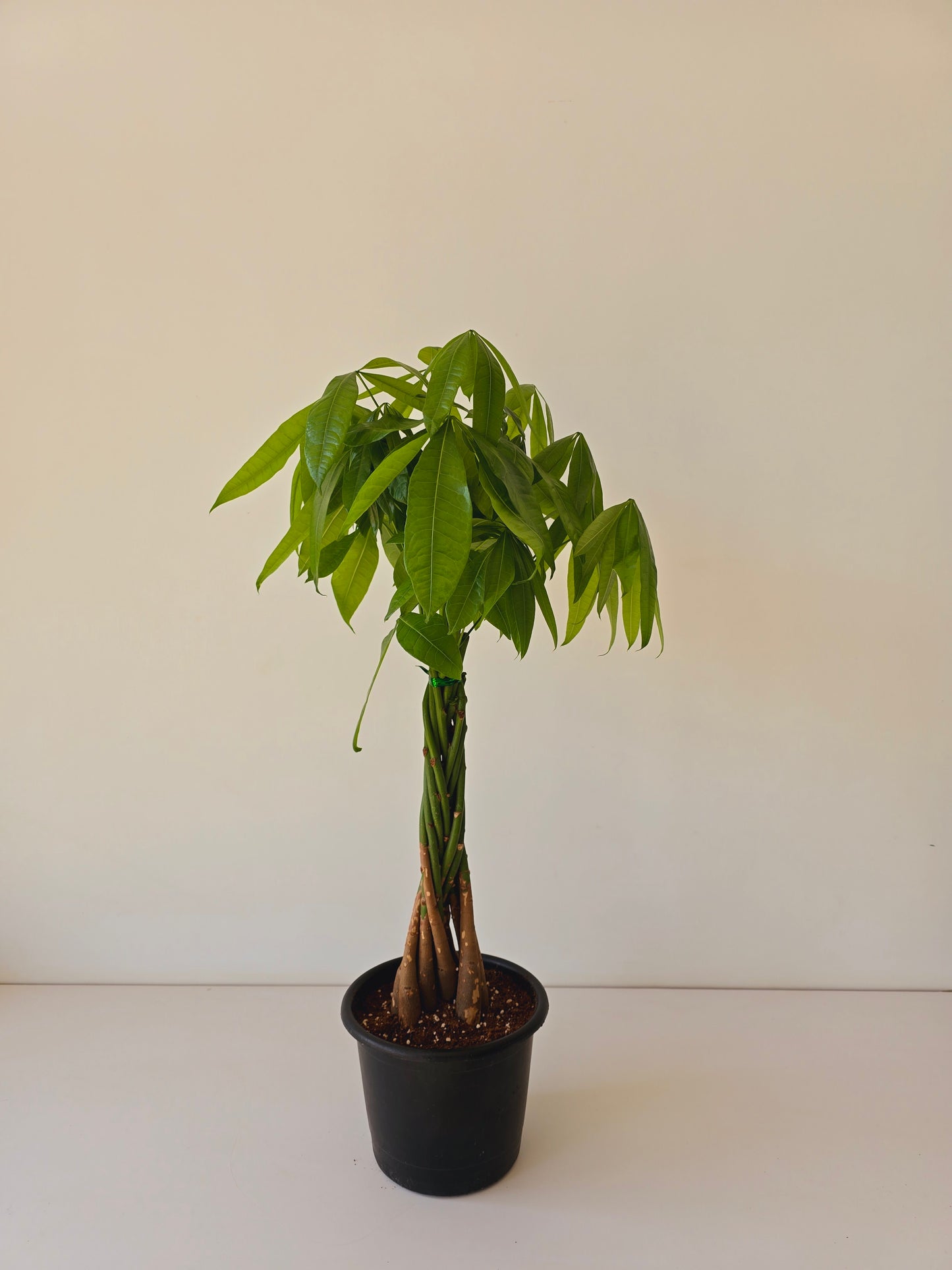 Money Tree - Medium