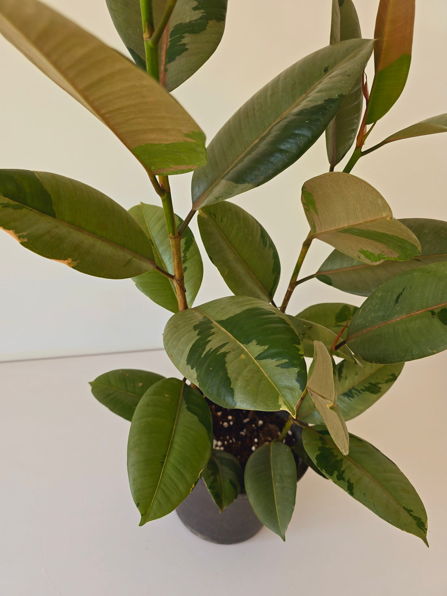 Ficus Rubber Tree Variegated
