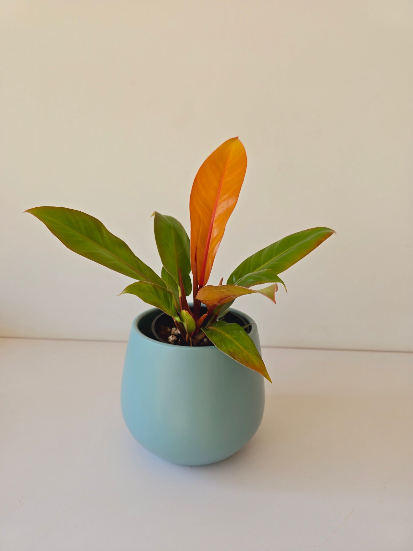 Philodendron Imperial Orange