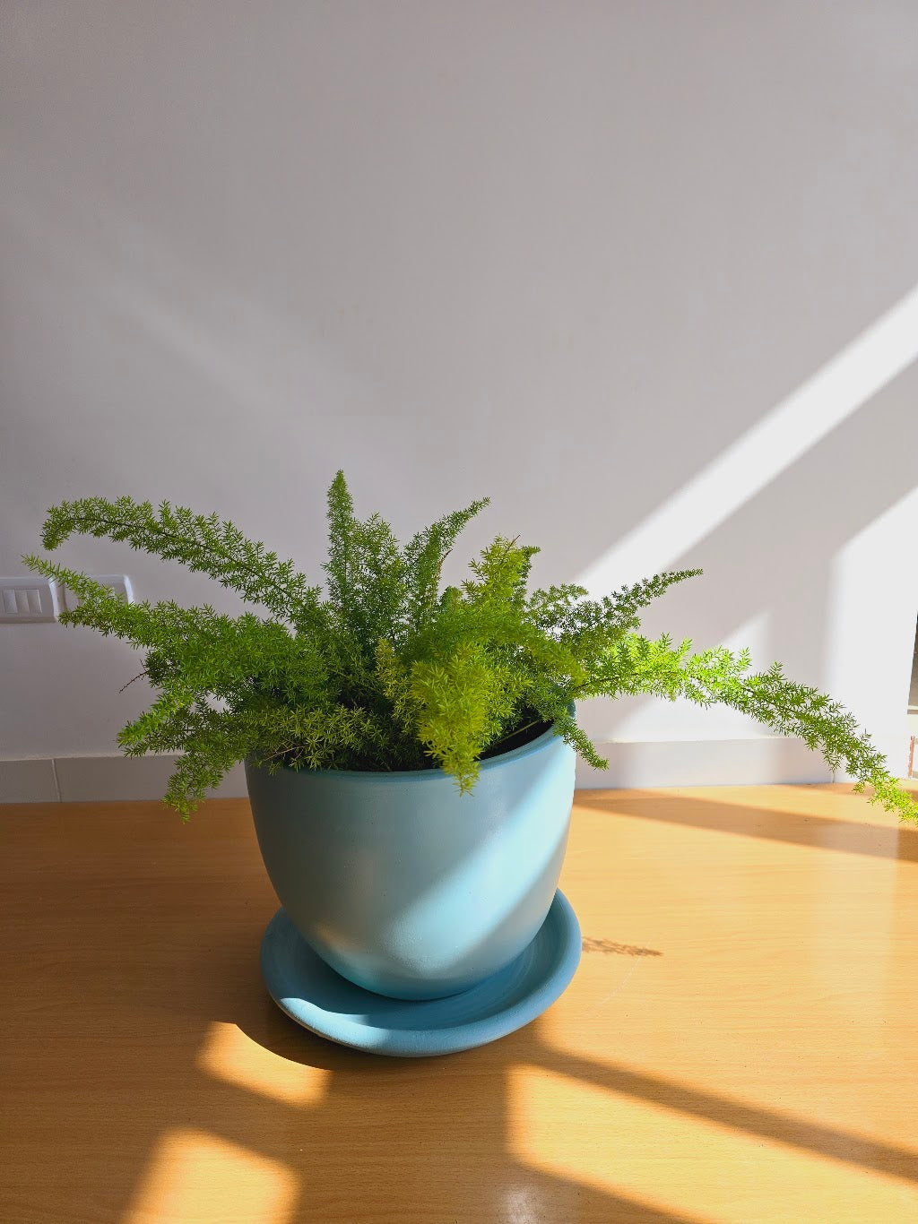 Foxtail Fern