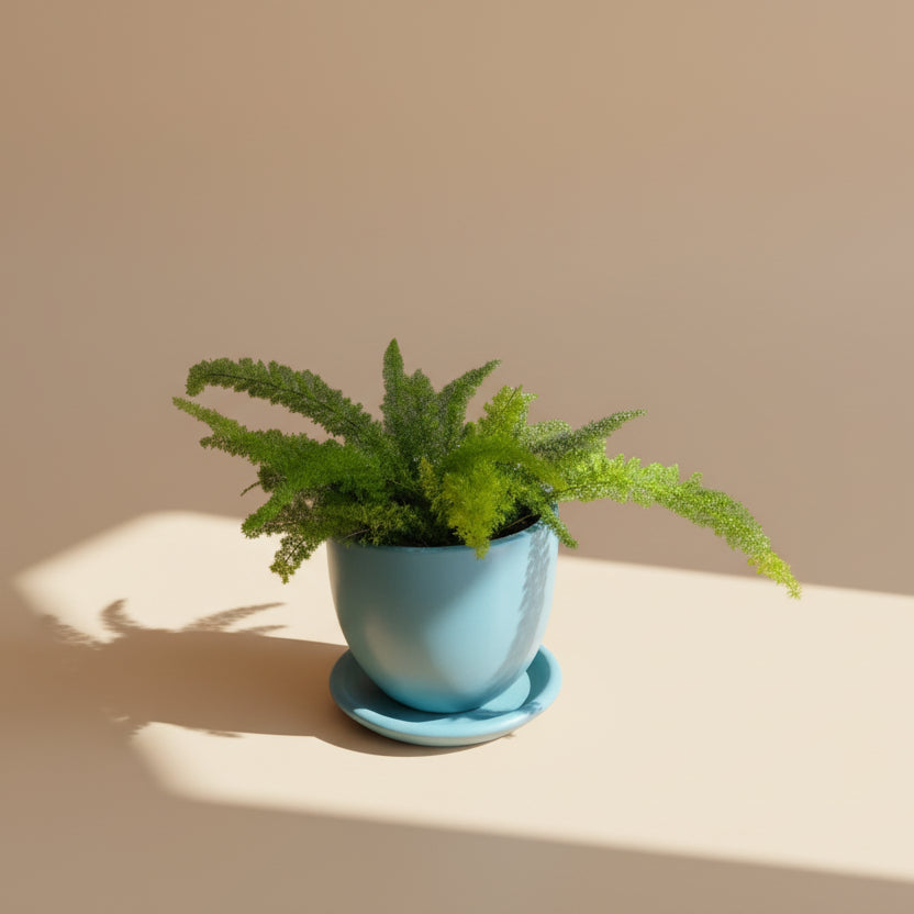 Foxtail Fern - Plantcultcairo