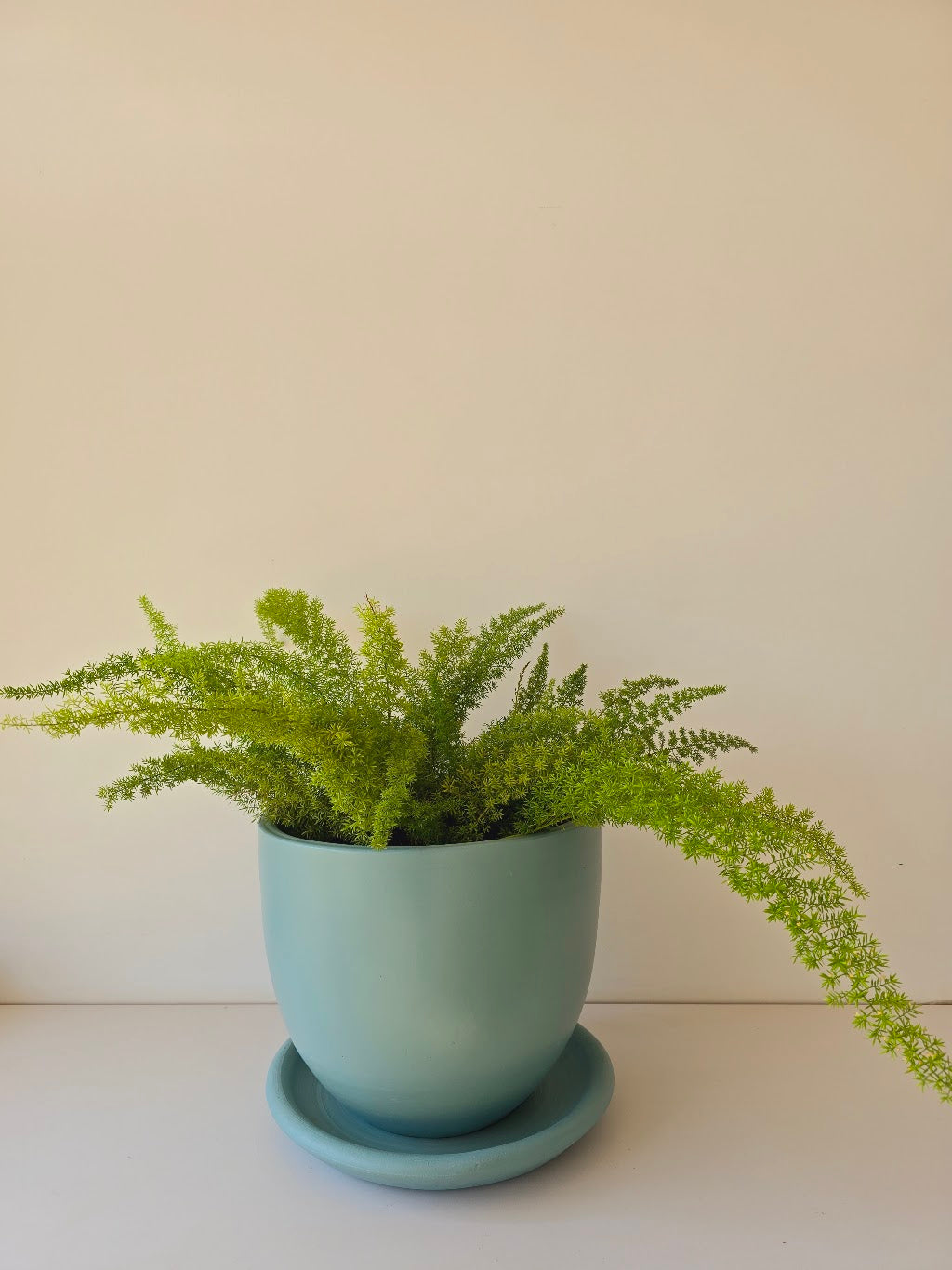 Foxtail Fern