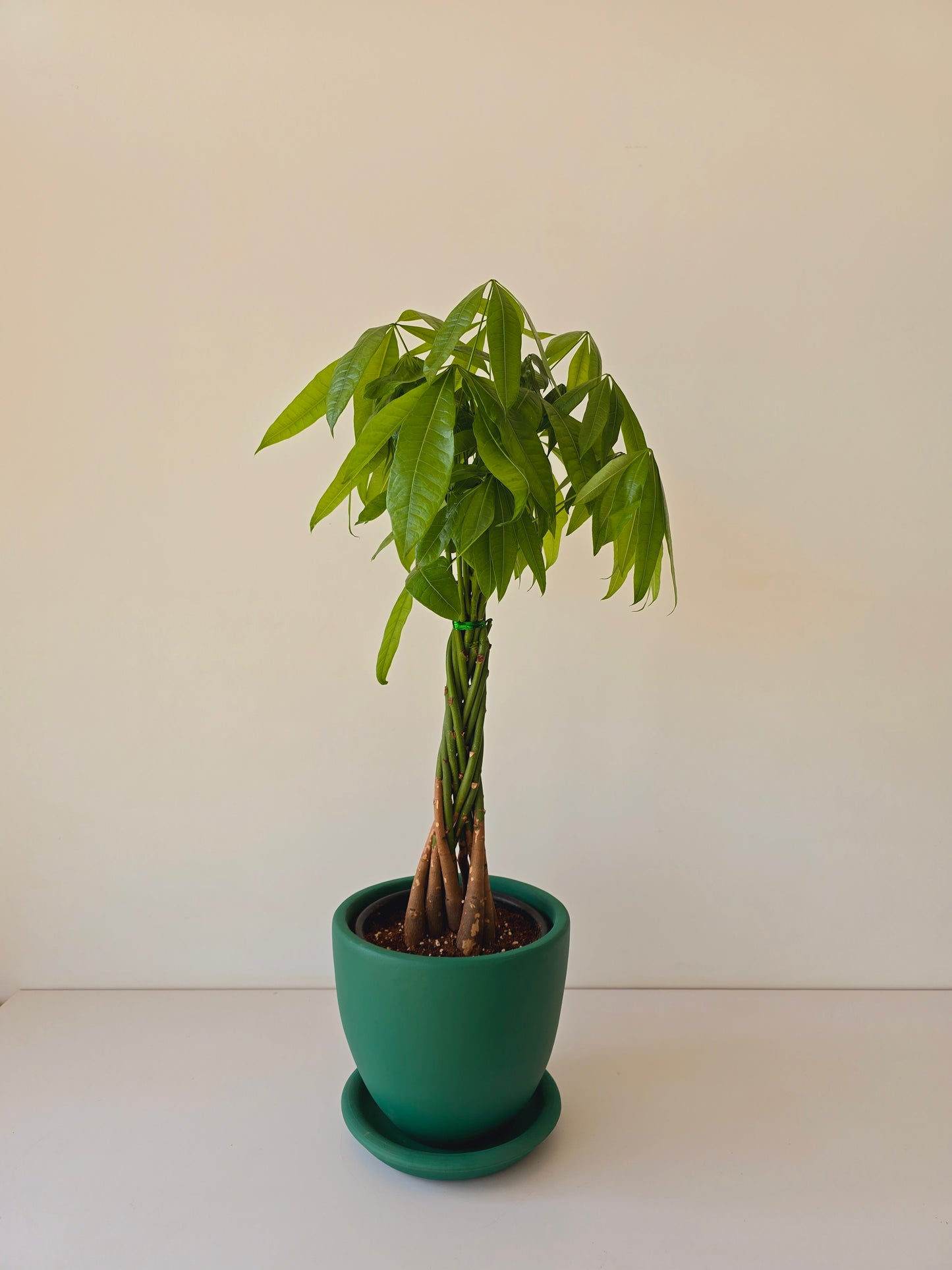 Money Tree - Medium