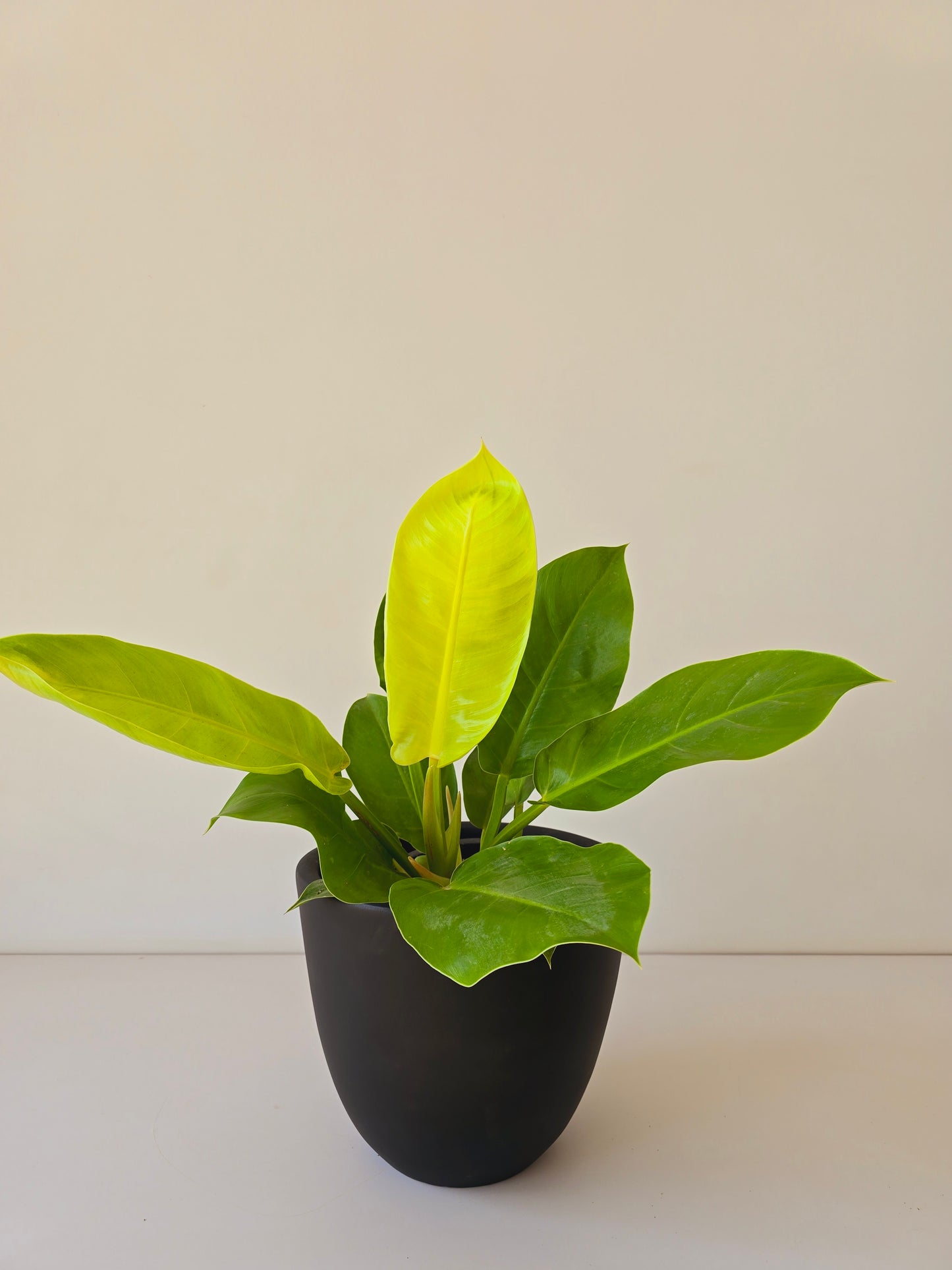 Philodendron Imperial Lemon
