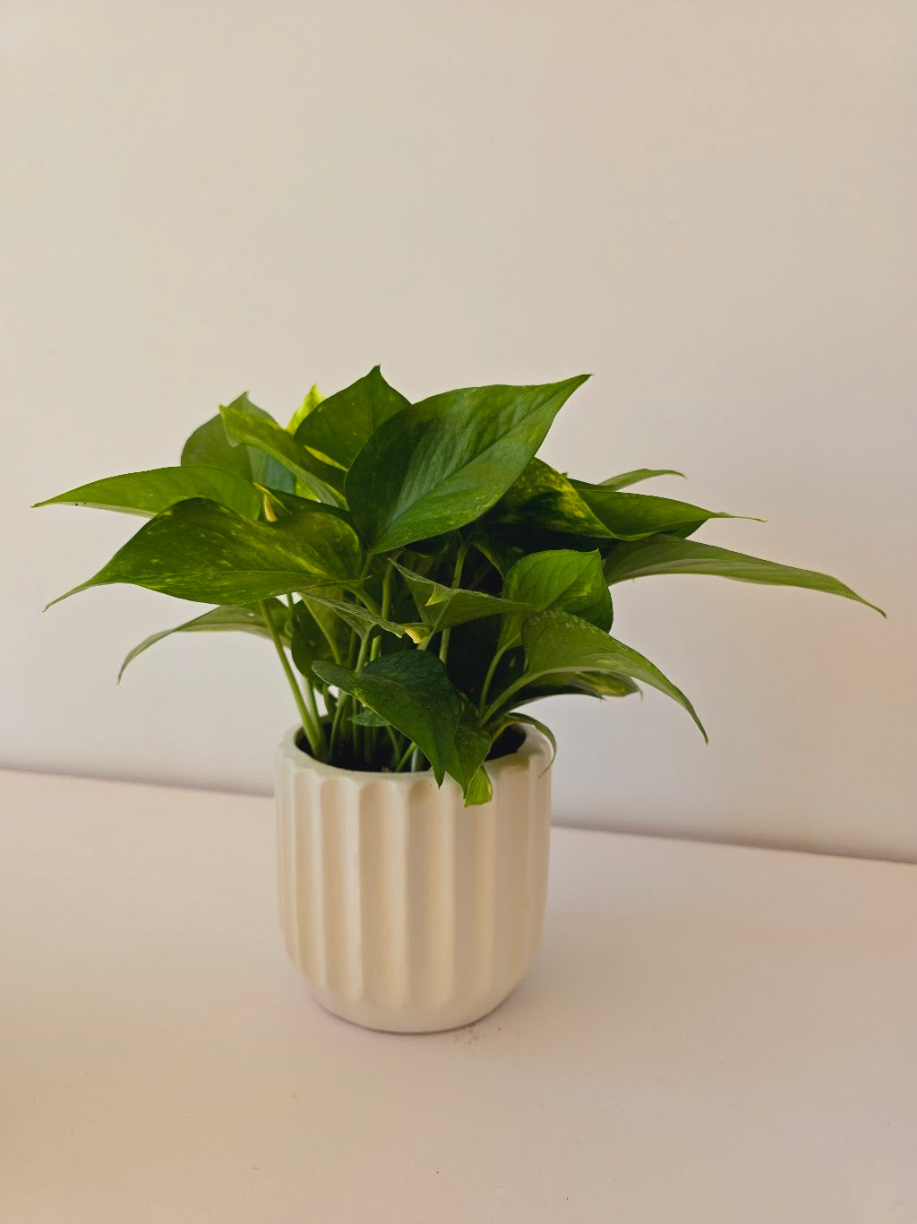 Pothos Hang