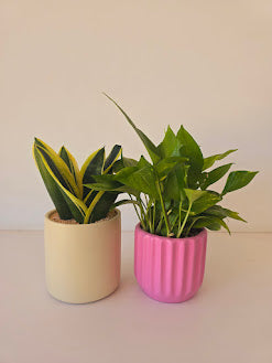 Low Light Duos 13cm & 15cm