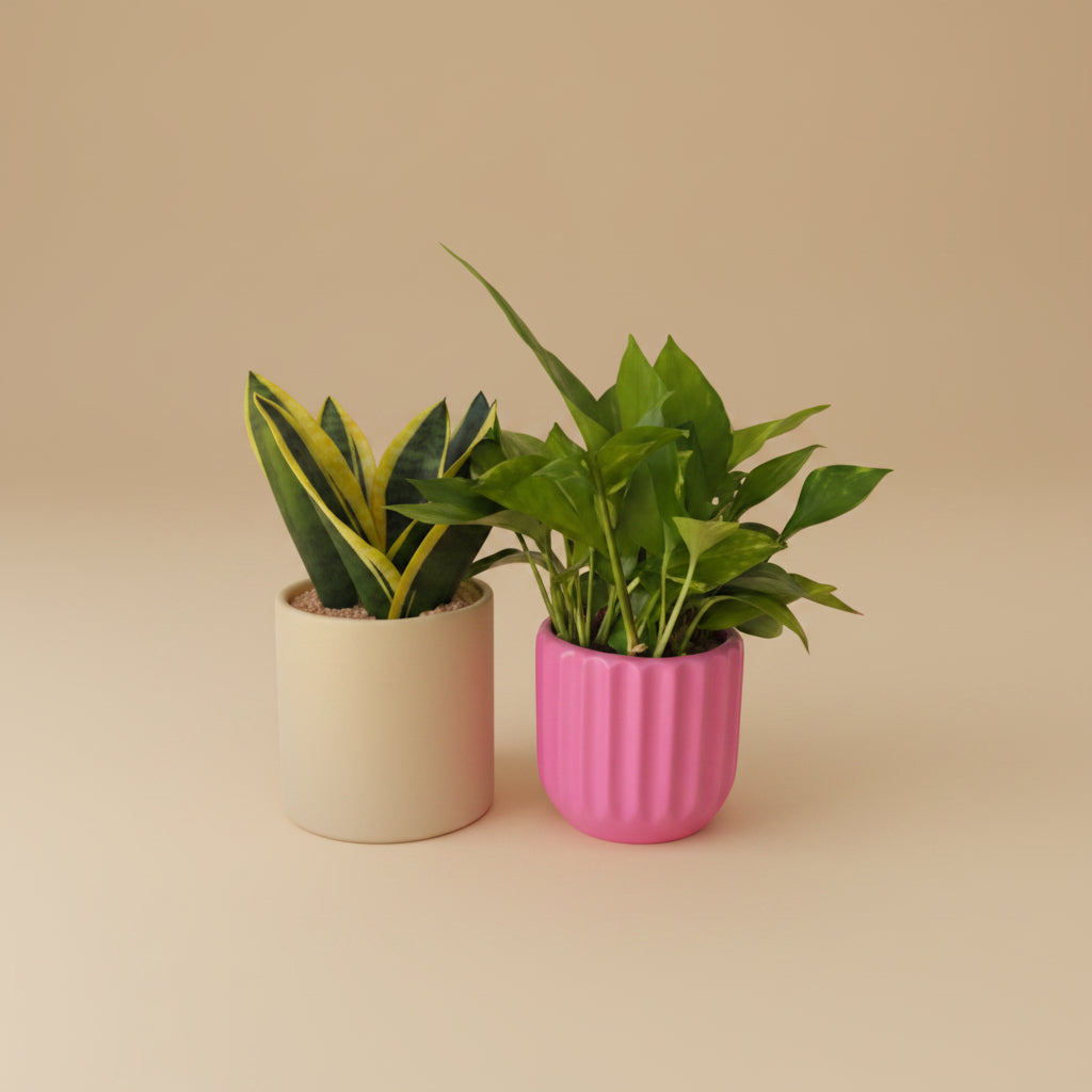 Low Light Duos 13cm & 15cm - Plantcultcairo