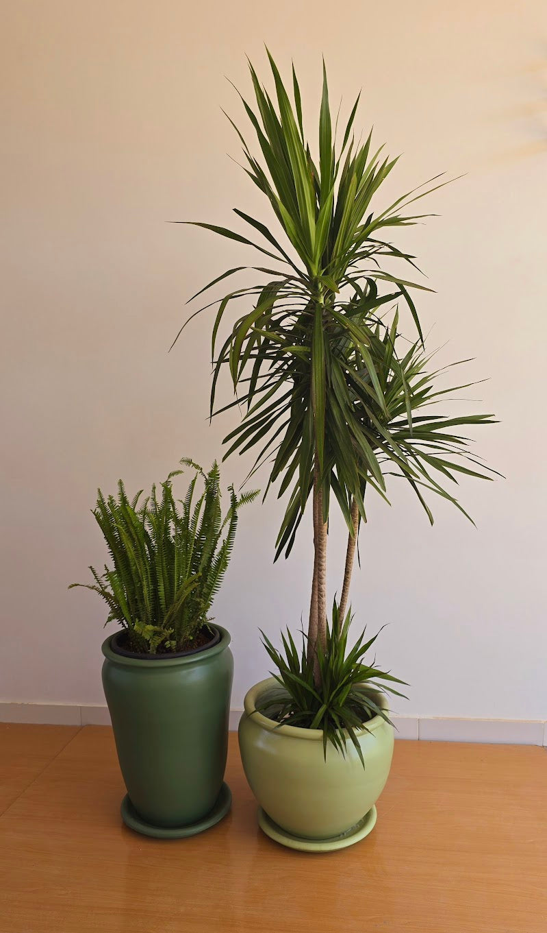 Large Outdoor Sets - Plastic Pots