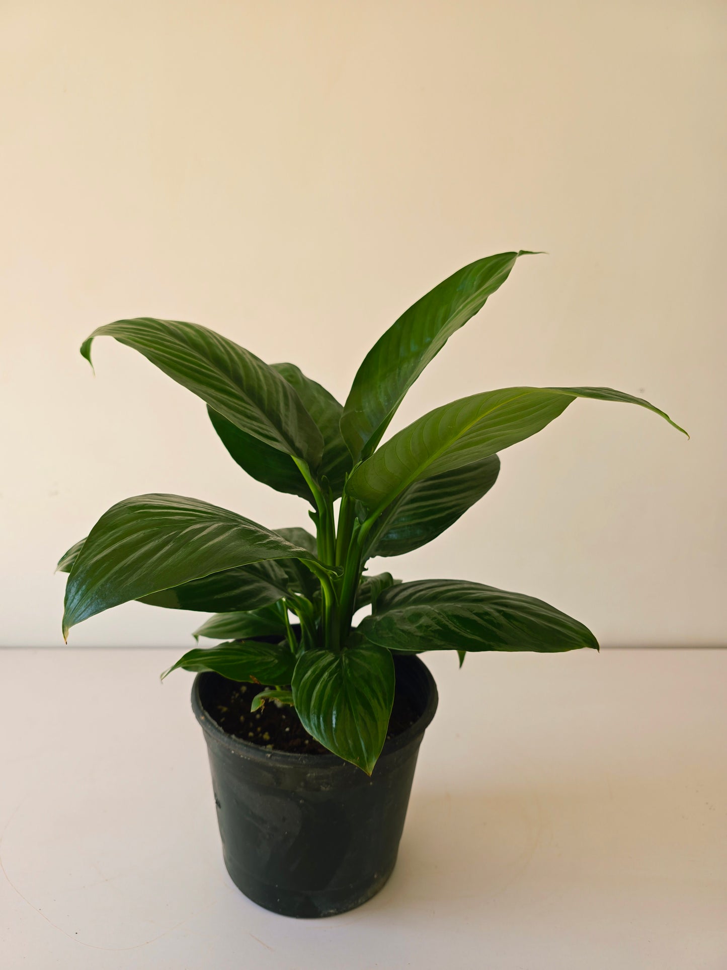 Sensation Peace Lily