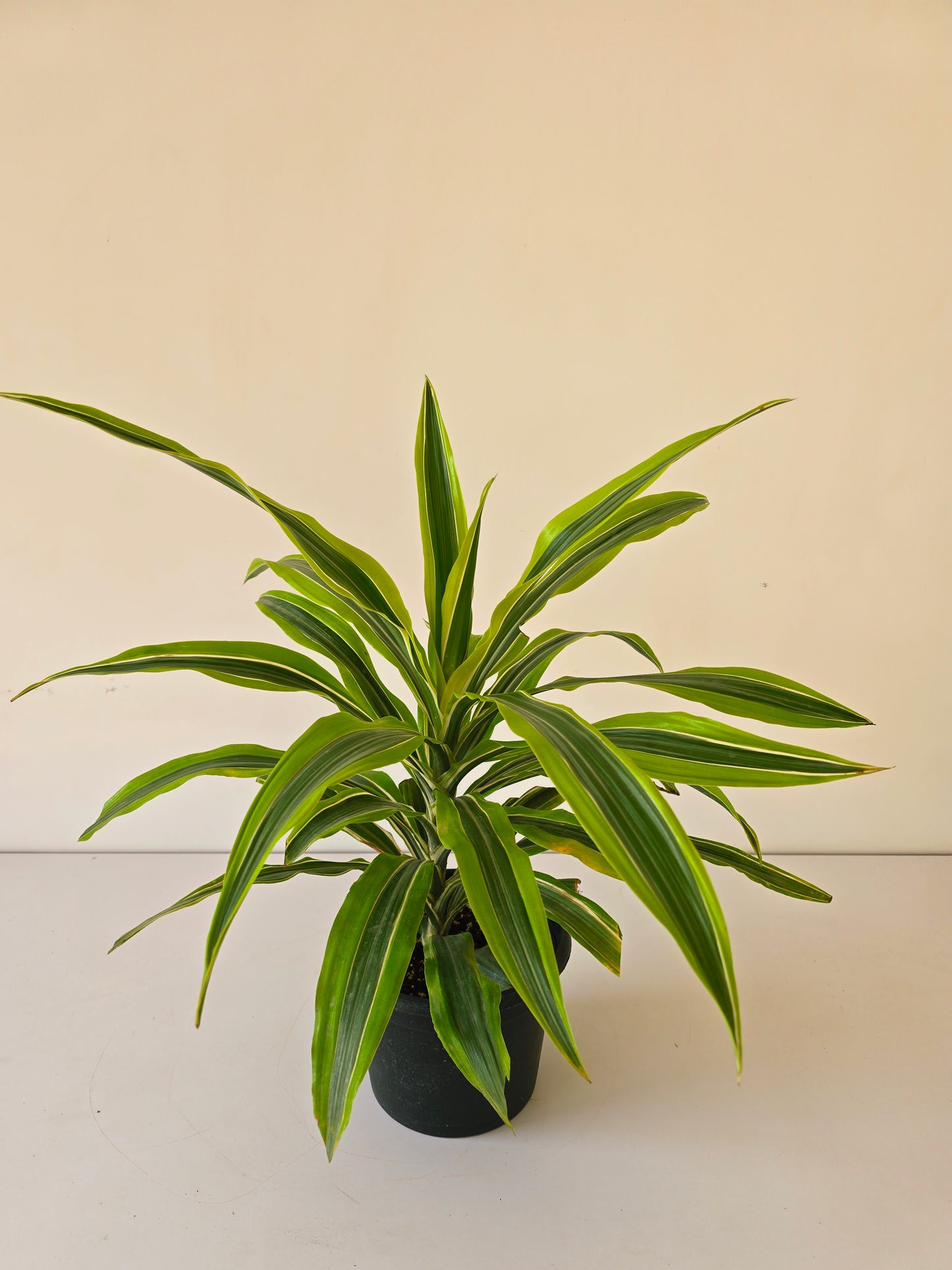 Dracaena Lemon Lime