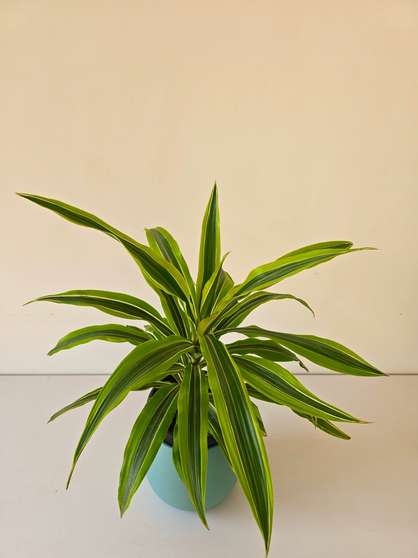 Dracaena Lemon Lime