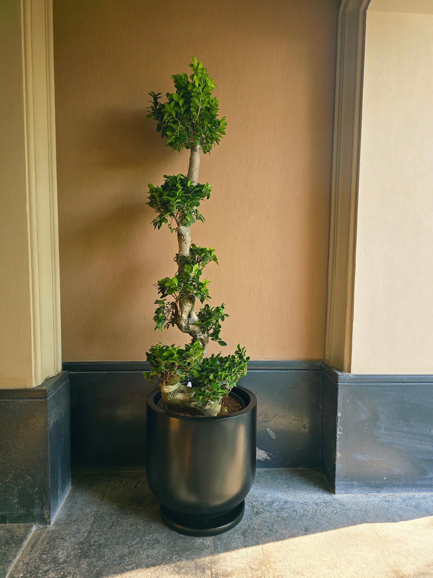 Ficus Bonsai S-Shaped - Plantcultcairo