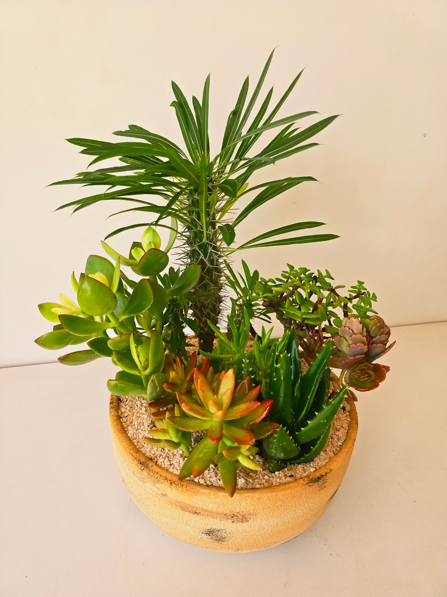 Potted Bowl Planter