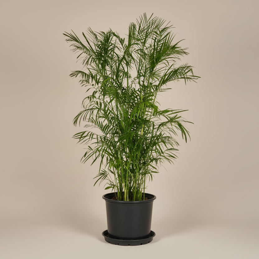 Chamaedorea Palm - Plantcultcairo