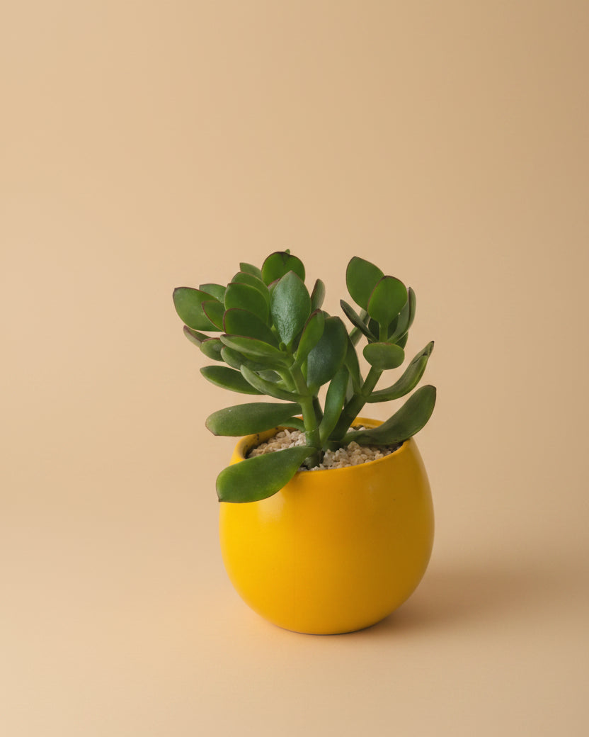 Crassula Ovata - Plantcultcairo
