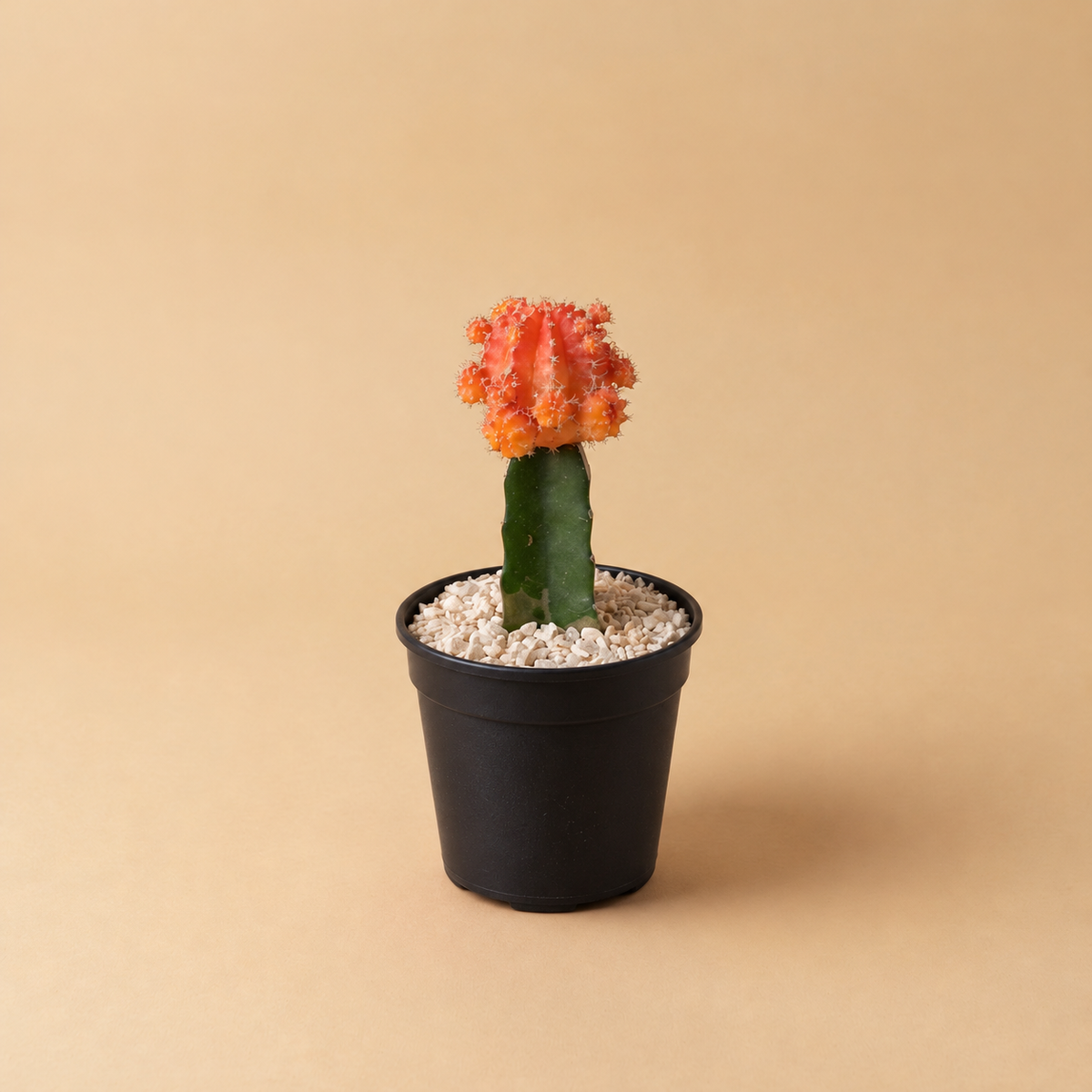 Moon cactus, imported