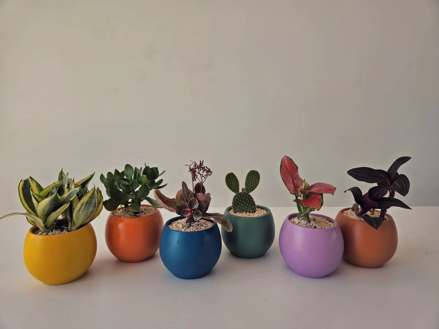 Minis Sets (Potted)