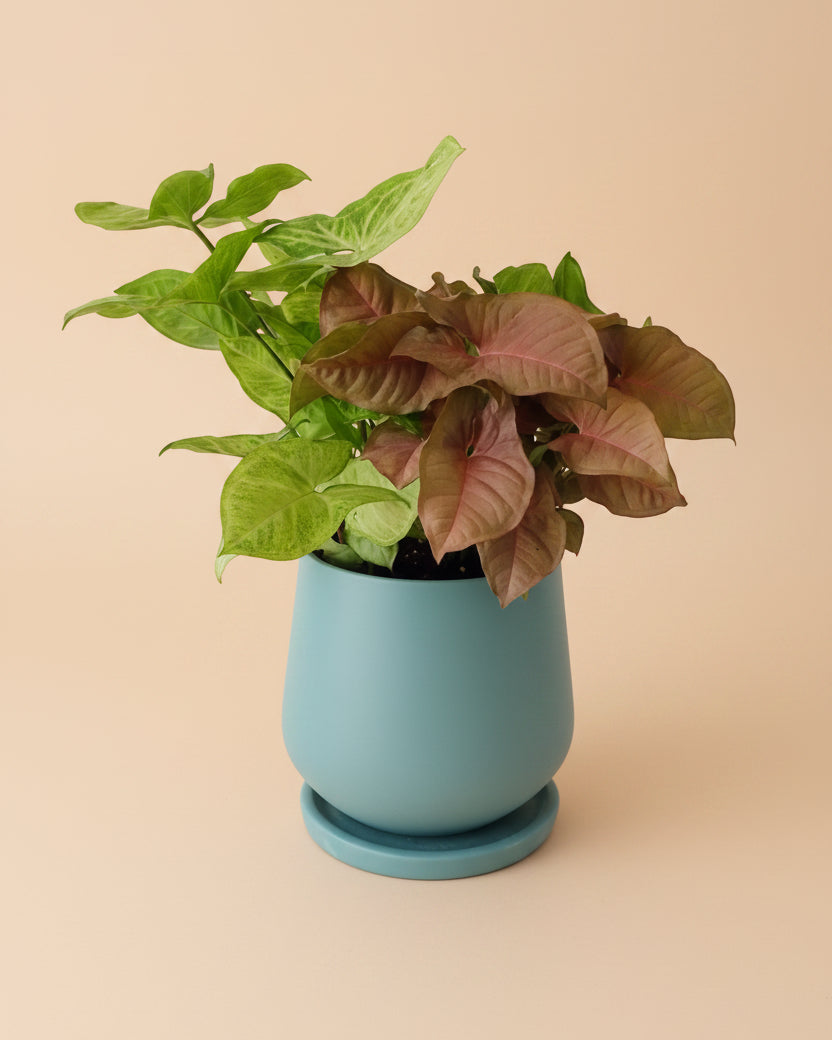 Syngonium Mix - Plantcultcairo
