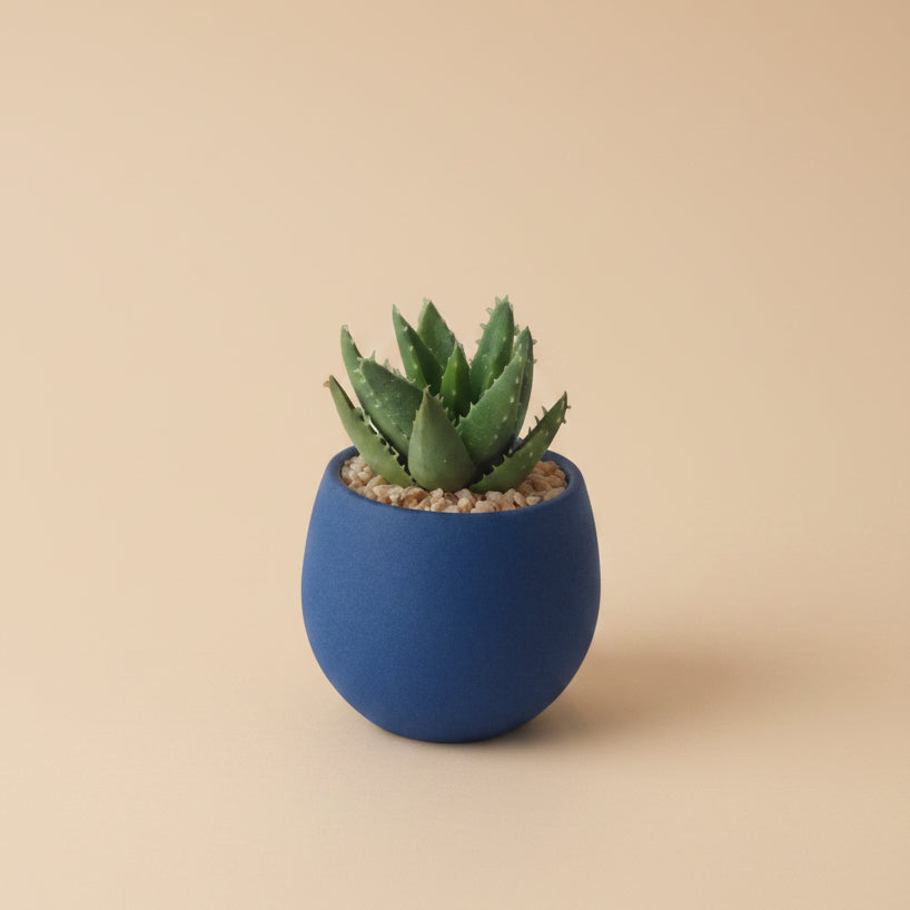 Aloe Brevifolia - Plantcultcairo
