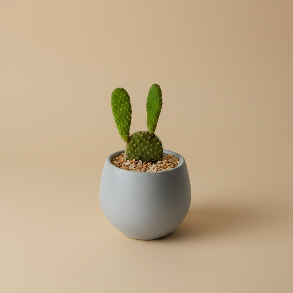 Bunny ear cactus - Plantcultcairo