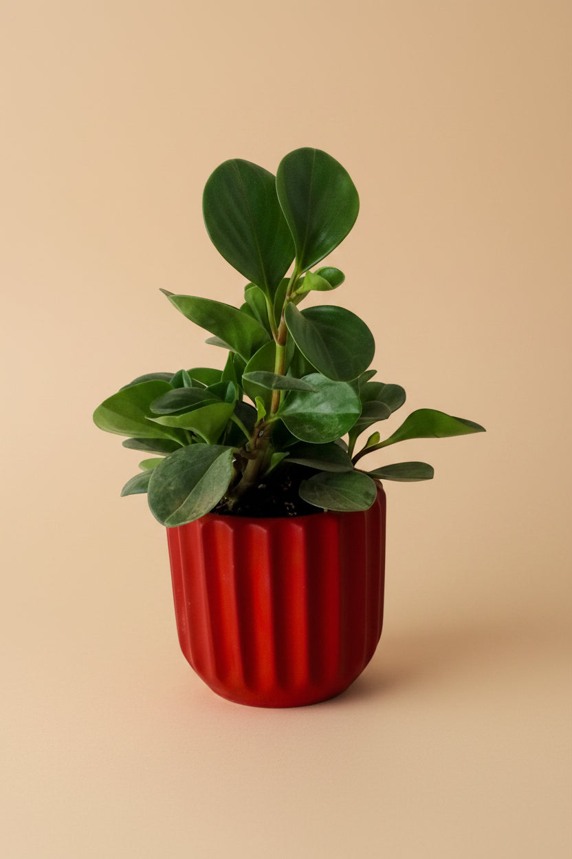 Peperomia obtusifolia - Plantcultcairo