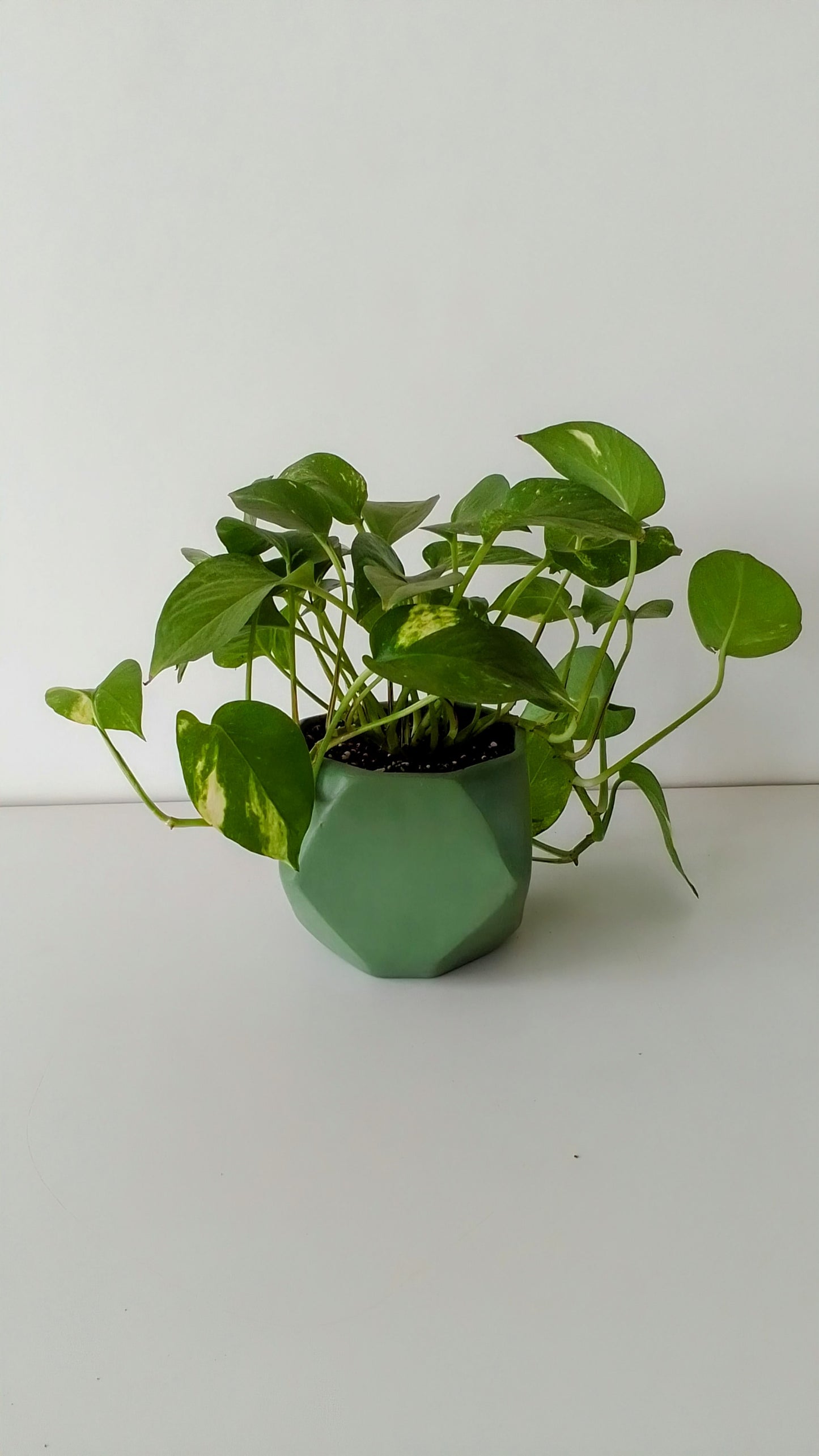 Pothos Hang - Plantcultcairo