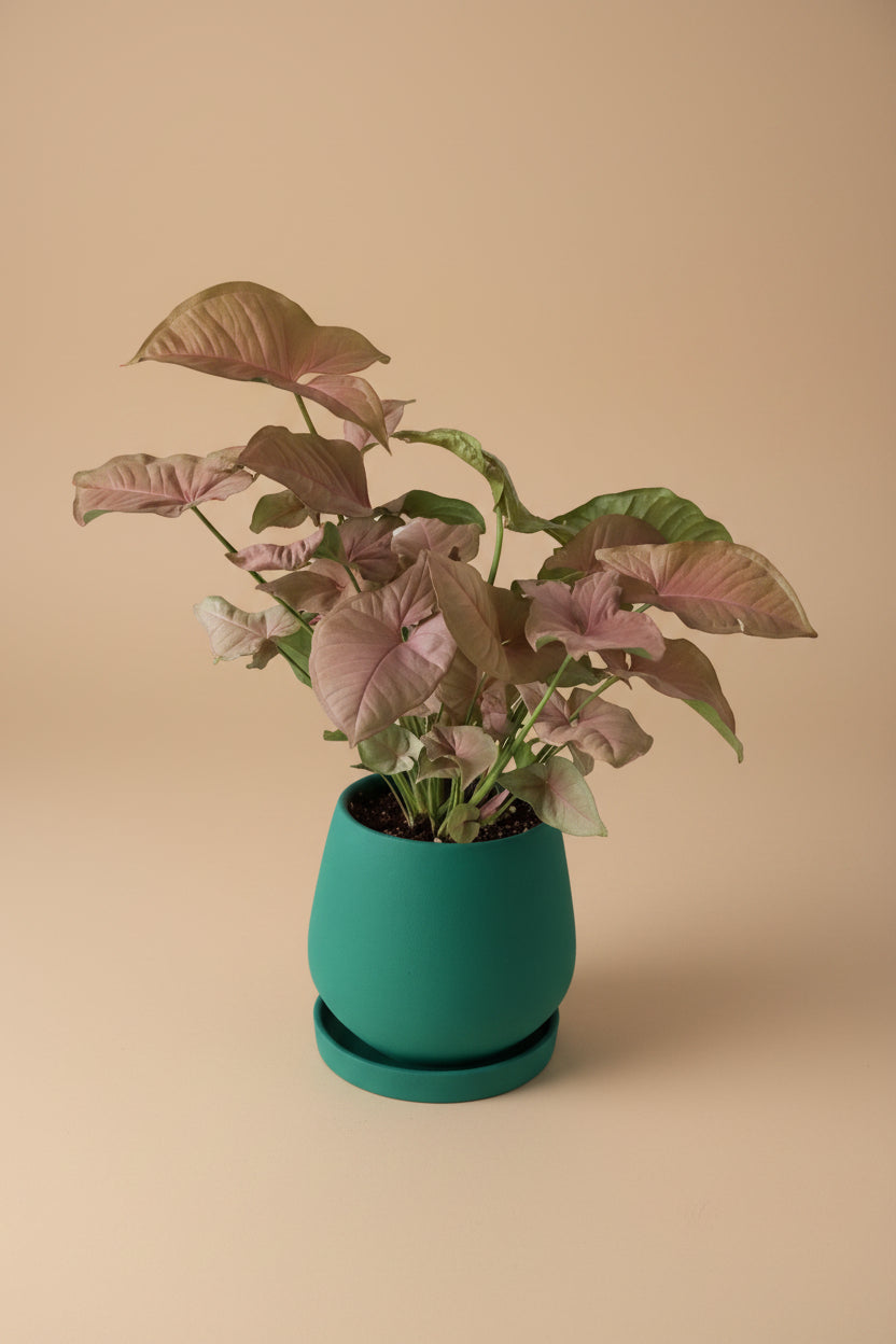 Pink Syngonium - Plantcultcairo