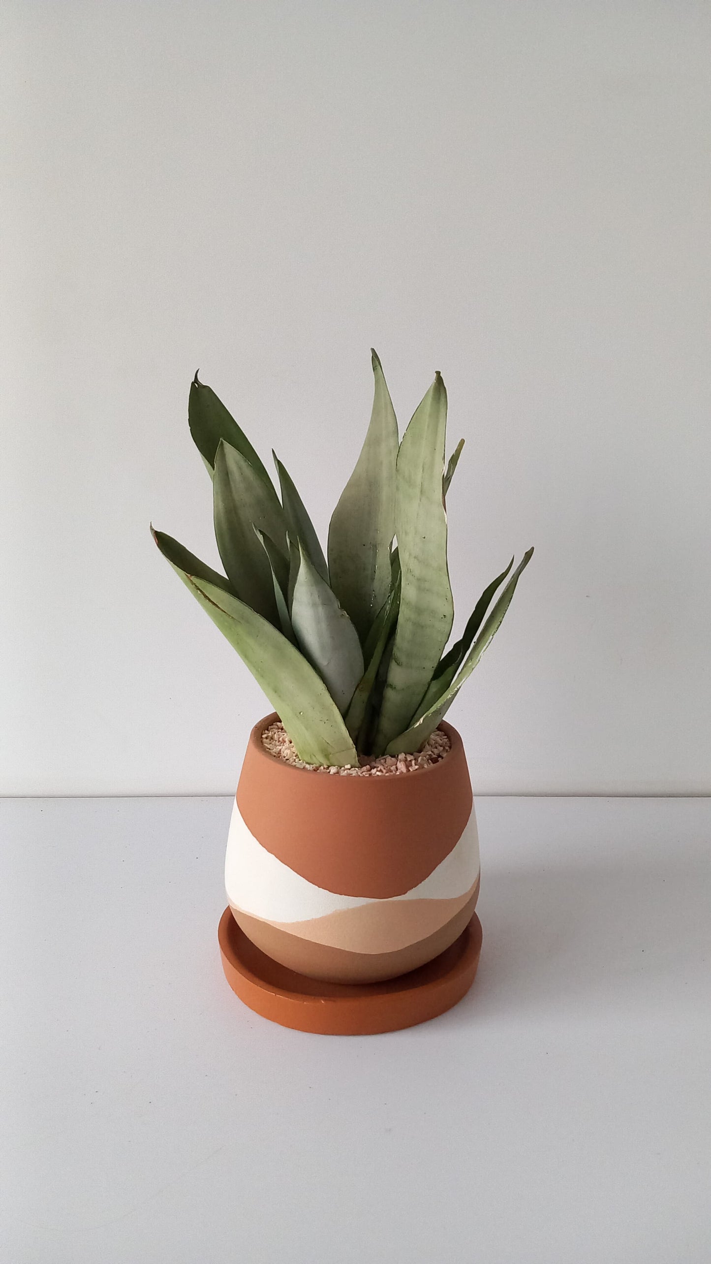 Snake Plant, Moonshine