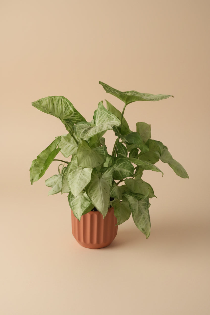 Pink Syngonium - Plantcultcairo